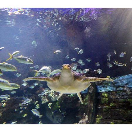Kuestenkind Timmendorfer Strand Zewnętrze zdjęcie